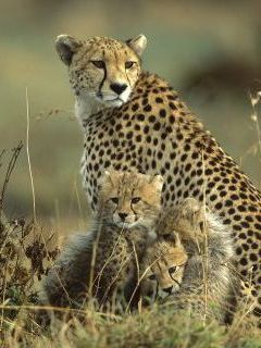 Cheetah Mother and Cubs, Masai Mara National Reserve, Kenya.jpg